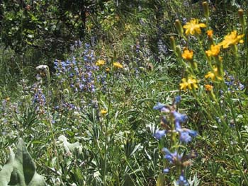 CanyonWildflowers